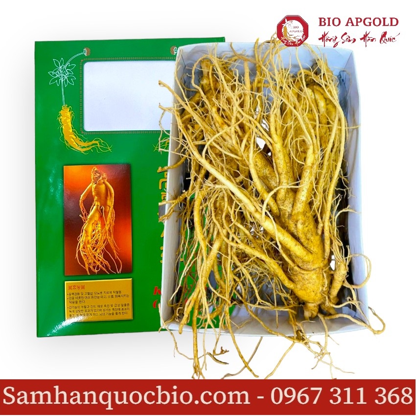 sâm tươi 2 củ/kg Hàn Quốc